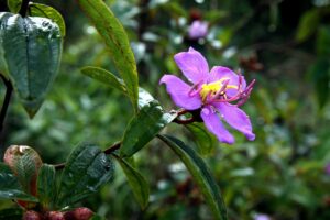 小規模事業者が複数拠点で契約するためのSIMプランはどれがおすすめ？