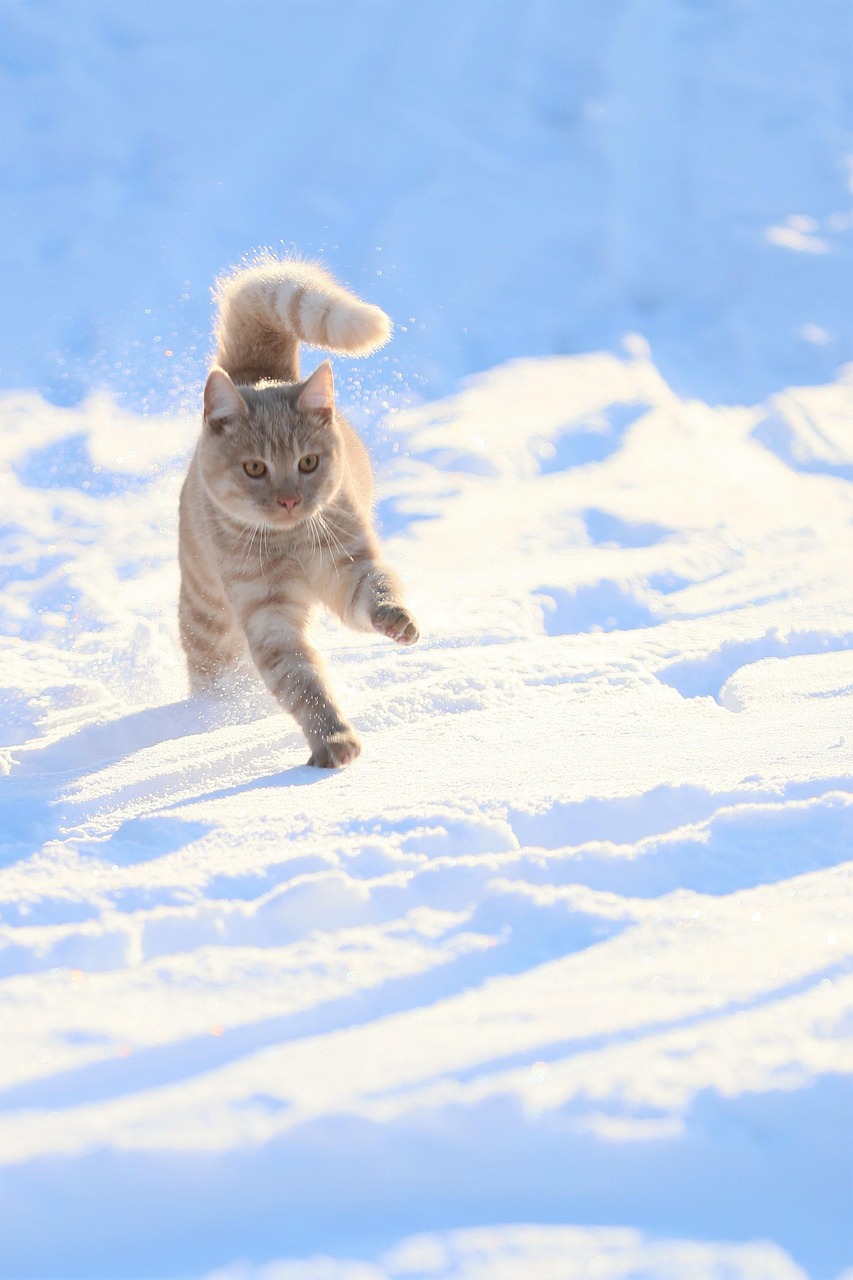 小規模事業者向けの格安SIM無制限プランは法人にどのようなメリットがある？